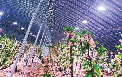 Greenhouse fruit trees, supplemental lighting overhead