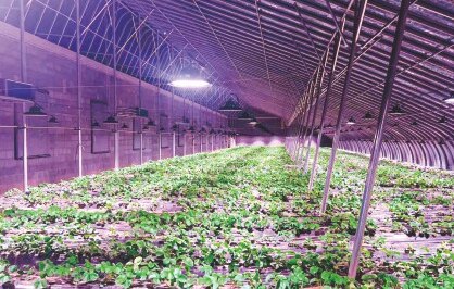 Seedling bed in a tunnel greenhouse
