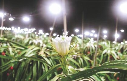 Night lighting to extend the flowering window
