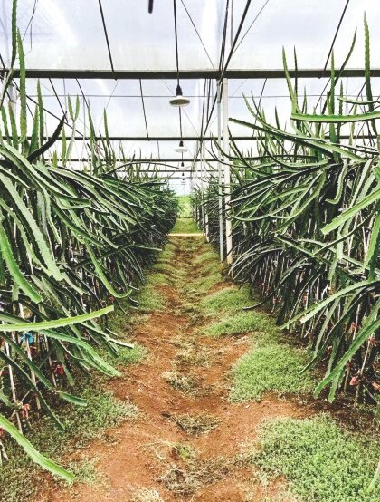 Dragon fruit greenhouse, lamps strung along the rows