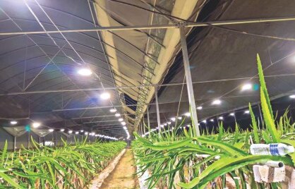 Festoon runs above a greenhouse aisle