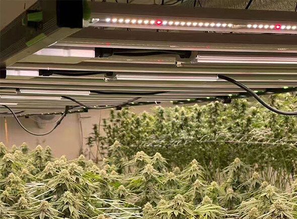 SF ECO fixtures over a commercial flower room