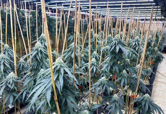 Cannabis flower rooms installation 1