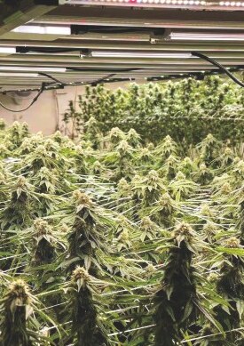 Cannabis flower rooms installation 2