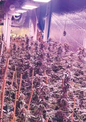 Cannabis flower rooms installation 3