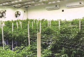 Cannabis flower rooms installation 4