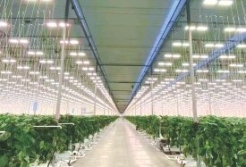 Greenhouse supplemental installation 2