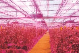Greenhouse supplemental installation 3