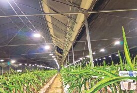 Greenhouse supplemental installation 4