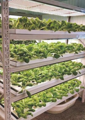 Vertical farms & racks installation 1