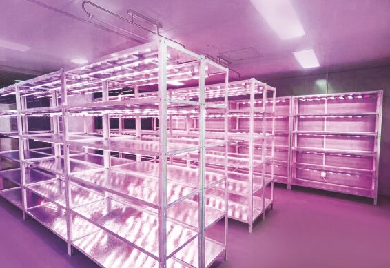 Vertical farms & racks installation 2