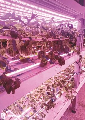 Vertical farms & racks installation 4