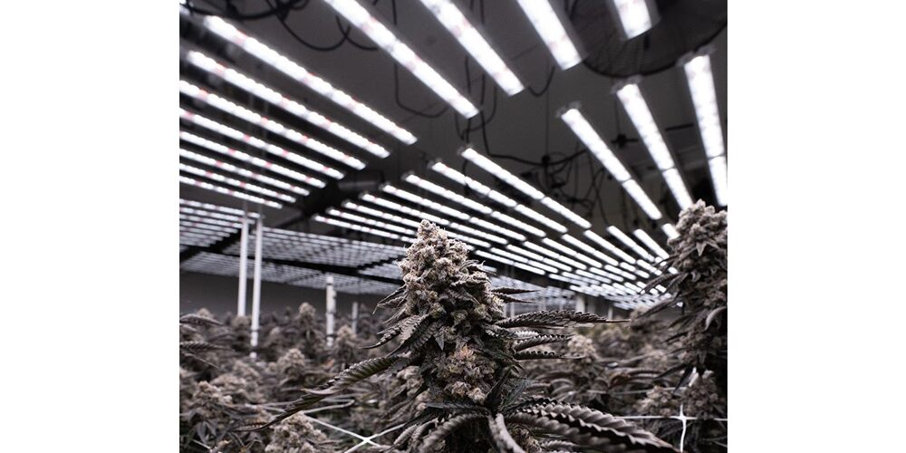 1500W LED grow light