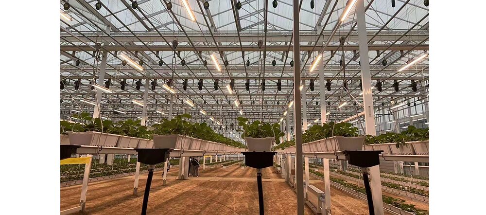 what lights are used in vertical farming