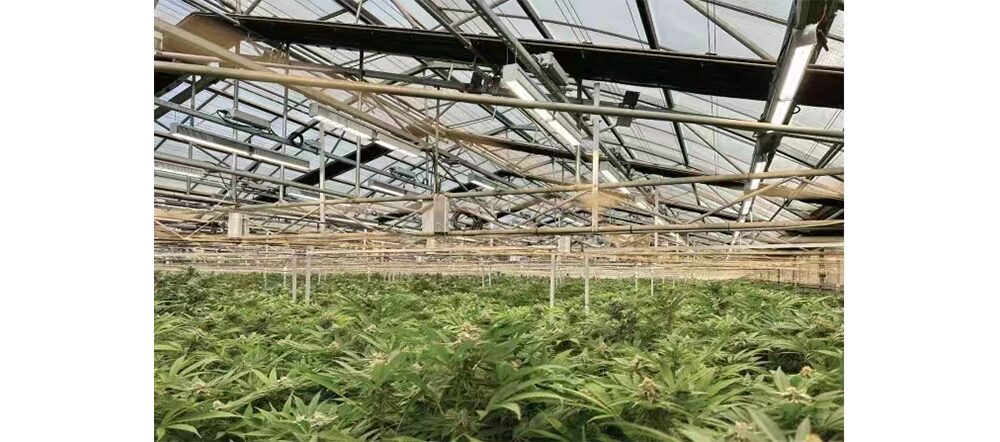 grow lights bar for greenhouses