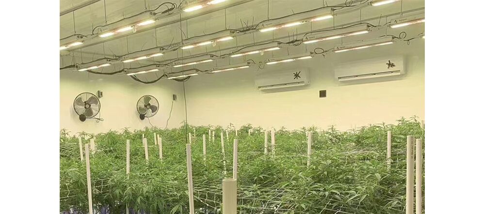 led light bar for growing plants