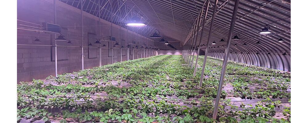 led grow light