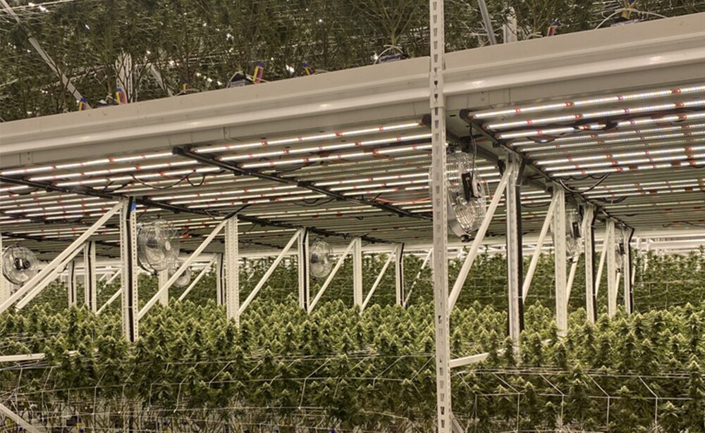 Vertical Grow Rack With LED Grow Lights And Trays