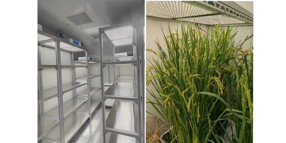quantum board grow light