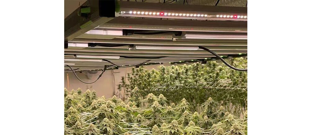 grow lights for indoor plants