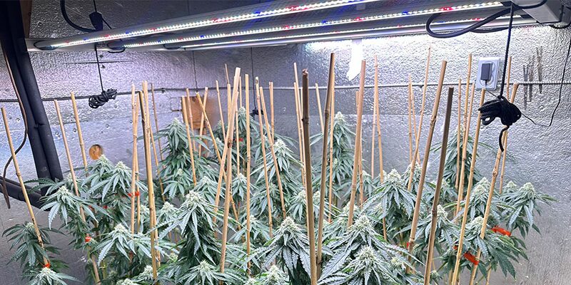 1000W LED GROW LIGHT FOR CANNABIS