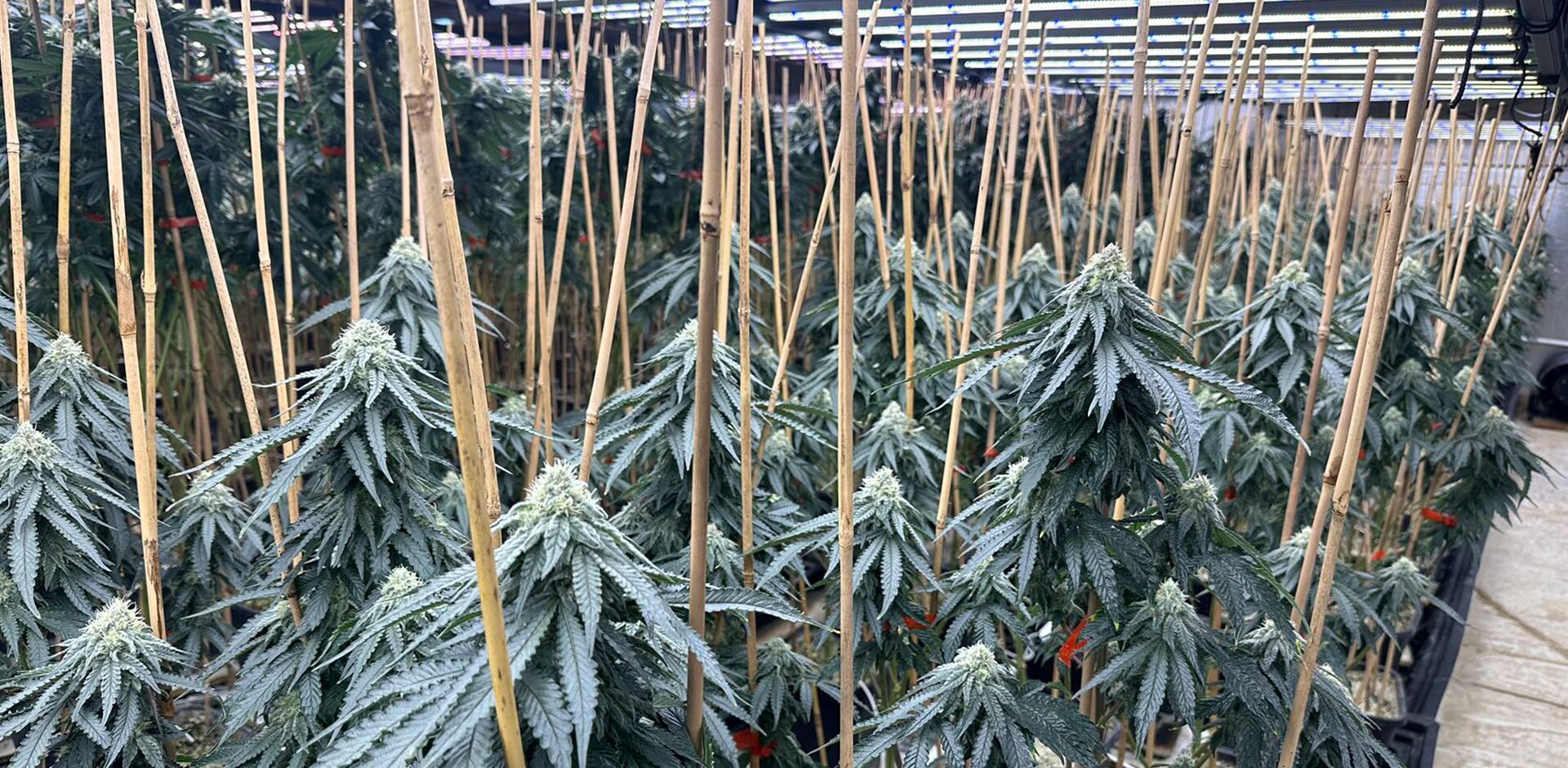 1600w LED grow lights for indoor plants