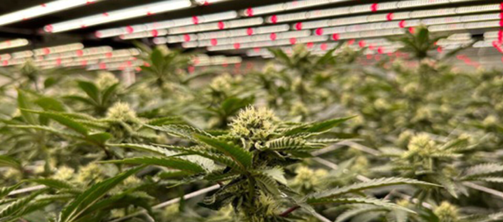 led grow lights for cannabis
