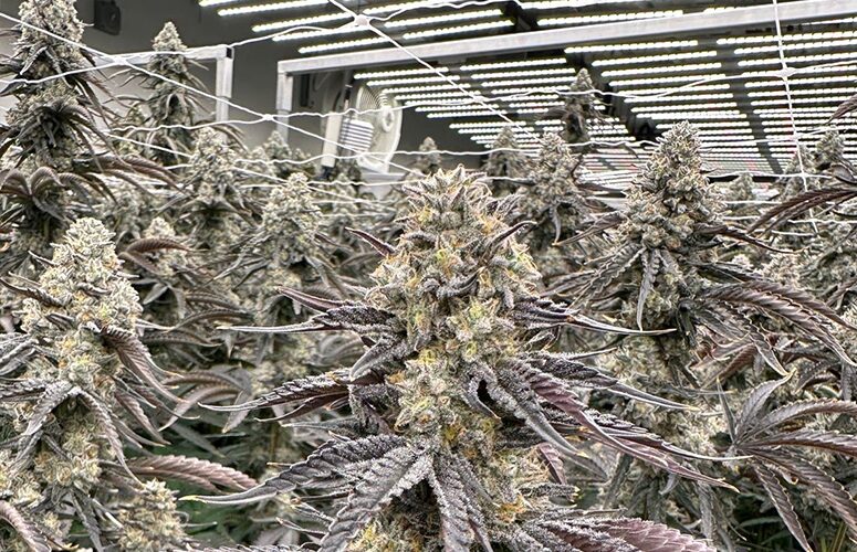 led grow light 1000w full spectrum