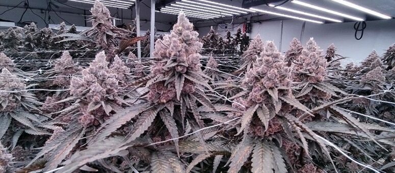 led lights for plants