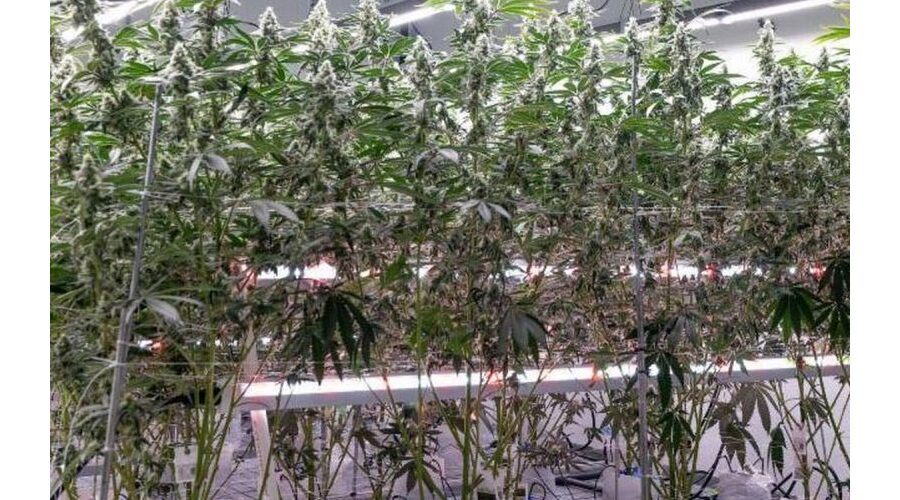 under canopy grow lights